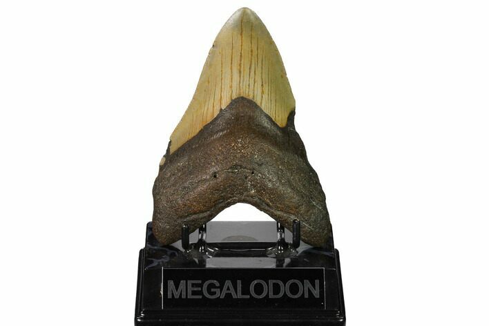Fossil Megalodon Tooth - North Carolina #167028